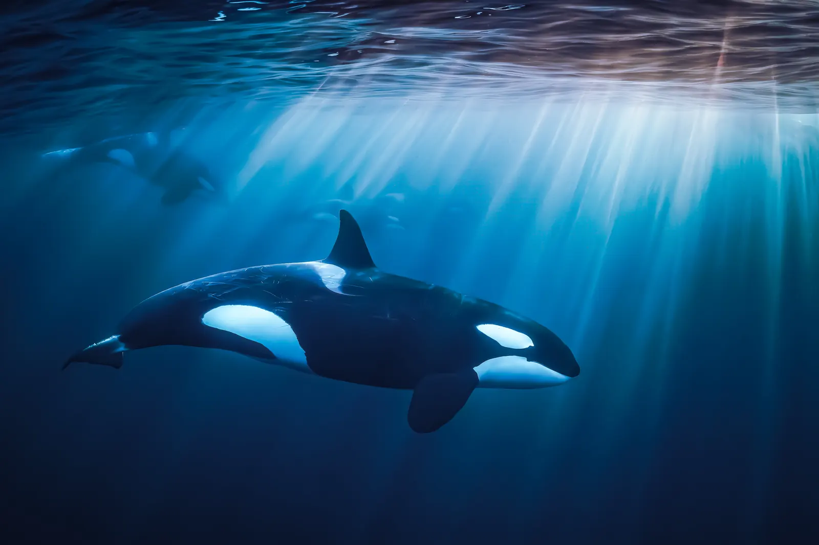 Ocean safari wildlife encounter, Sea of Cortez