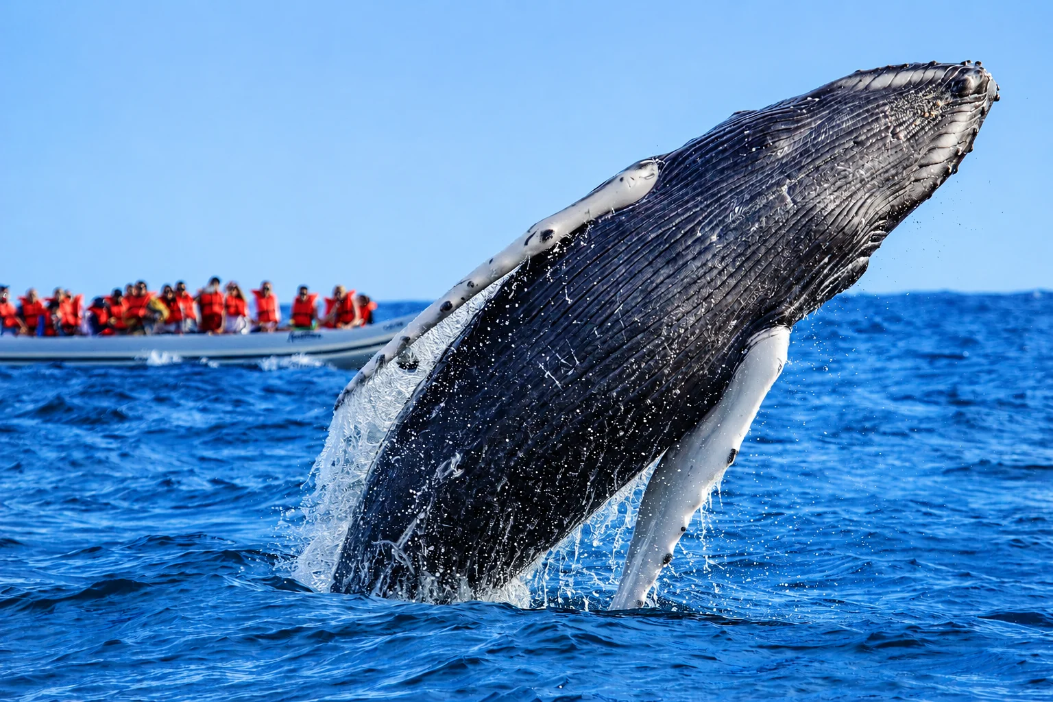 Whale watching in Los Cabos